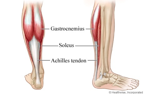 Anatomy Diagram of the Calves